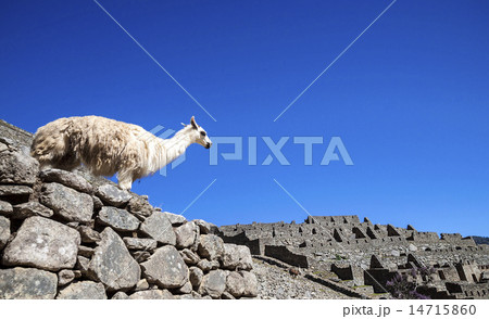 llama standing in Macchu picchu ruins llama standing in Macchu picchu ruins 14715860