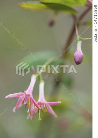 ウグイスカグラ 14715869