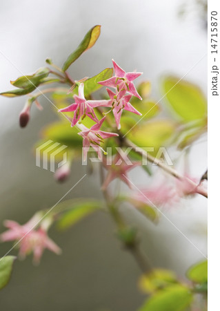 ウグイスカグラ 14715870