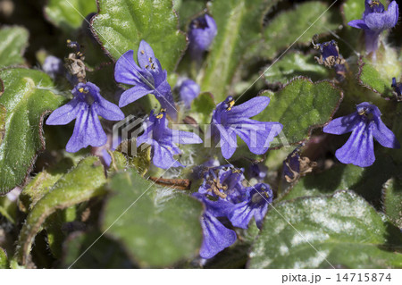 キランソウ 14715874