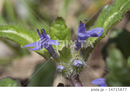 キランソウ 14715877