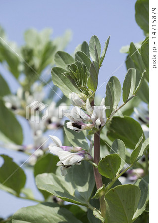 空豆の花 空豆の花 14715879