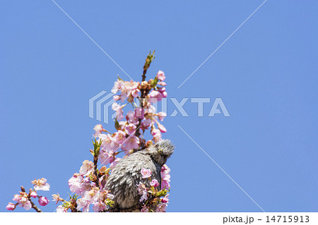 河津桜とヒヨドリ 河津桜とヒヨドリ 14715913