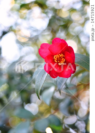 光の中のヤマツバキ 14715921