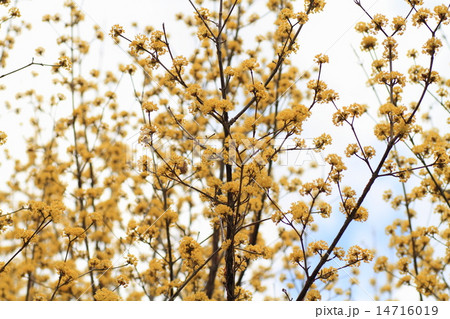 サンシュユの花 14716019