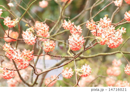 ミツマタの花 ミツマタの花 14716021
