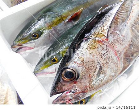 高級魚 高級魚 14716111