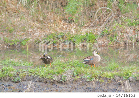 カモの毛づくろい 14716153