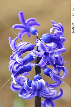 ヒヤシンス　＜春の季語＞ 14716233