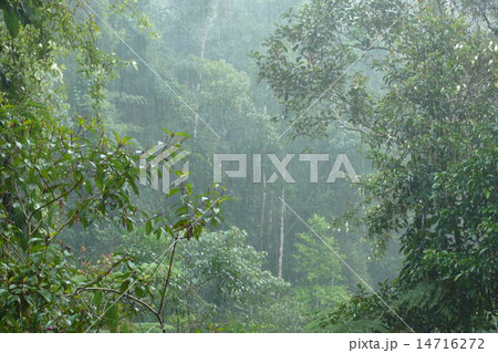 大雨のシンハラジャの森 大雨のシンハラジャの森 14716272