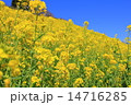 春の菜の花 春の菜の花 14716285