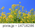 春の菜の花 春の菜の花 14716286