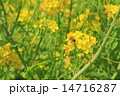 春の菜の花 春の菜の花 14716287