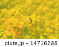 春の菜の花 春の菜の花 14716288