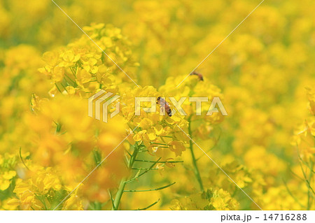 春の菜の花 14716288
