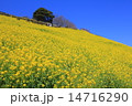 春の菜の花 春の菜の花 14716290