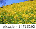 春の菜の花 春の菜の花 14716292