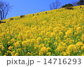 春の菜の花 春の菜の花 14716293