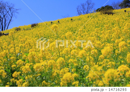 春の菜の花 14716293