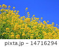 春の菜の花 春の菜の花 14716294