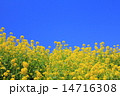 春の菜の花 春の菜の花 14716308