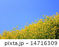 春の菜の花 春の菜の花 14716309