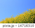 春の菜の花 春の菜の花 14716310