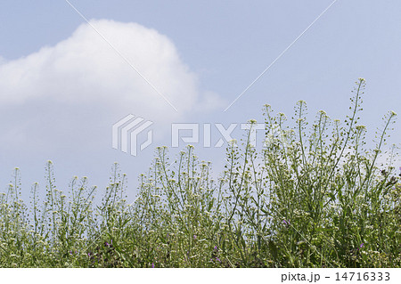 ナズナ ナズナ 14716333