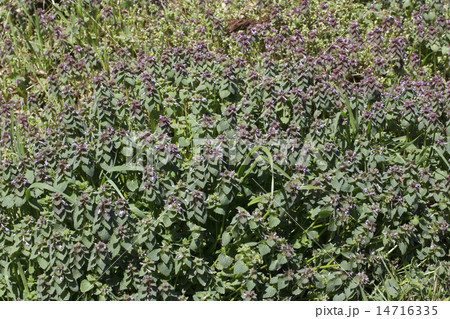 ヒメオドリコソウ 14716335