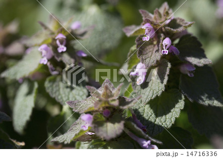 ヒメオドリコソウ 14716336