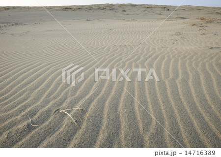 中田島砂丘の風紋／静岡県　浜松市 14716389