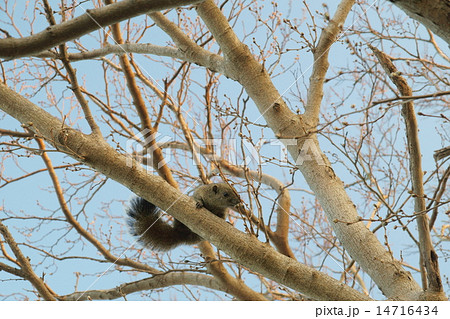 台湾リス 台湾リス 14716434