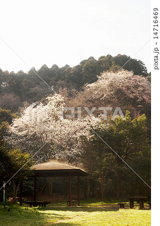 桜と木蓮 桜と木蓮 14716469