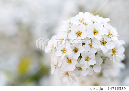 ユキヤナギ ユキヤナギ 14716589