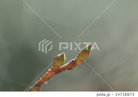 自然　植物　サワフタギ、三月下旬の冬芽です 14716673
