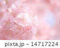 花曇りの桜 14717224