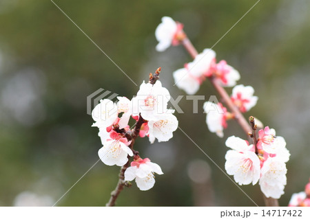 アンズの花 14717422