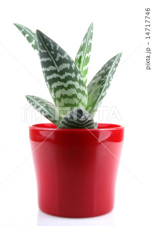 Aloe isolated on white backbround Aloe isolated on white backbround 14717746