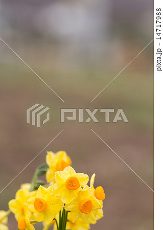 キブサスイセン キブサスイセン 14717988