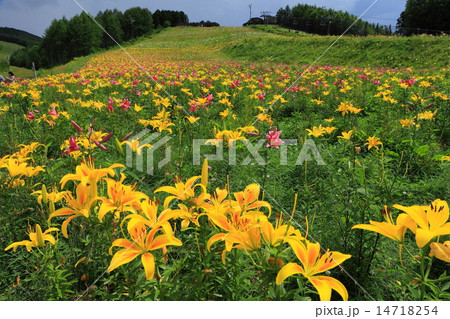 ハンターマウンテンのユリ 14718254