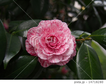 ピンクに赤が入っているツバキ 14718280