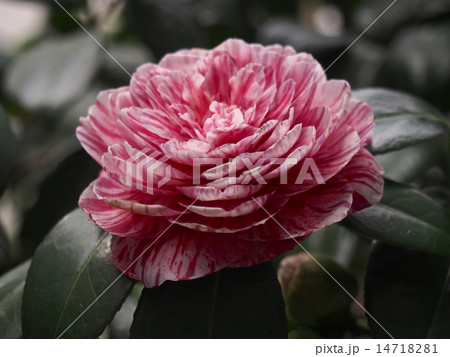 ピンクに赤が入っているツバキ 14718281