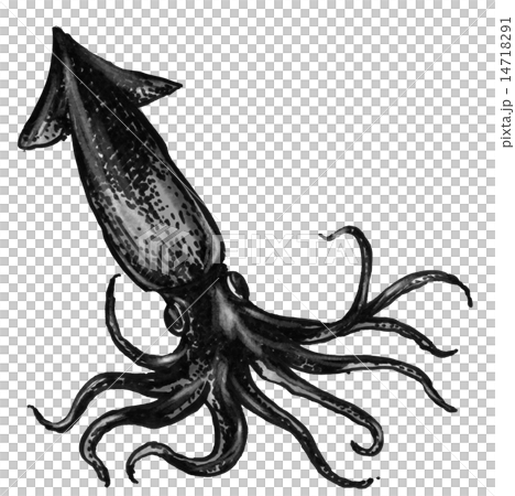 いかのイラスト素材 [14718291] - PIXTA