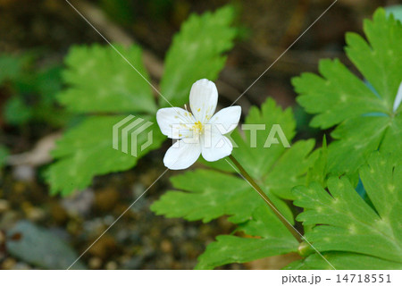 二輪草の花 14718551