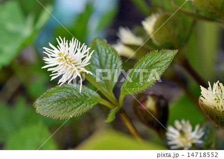 一人静の花 14718552