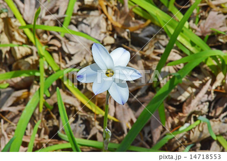白地に青の花ニラ 14718553