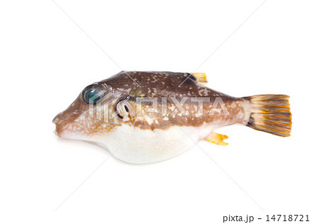 キタマクラ-Canthigaster rivulata 14718721