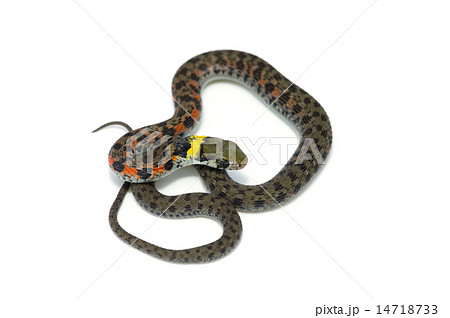 ヤマカガシ-Rhabdophis tigrinus ヤマカガシ-Rhabdophis tigrinus 14718733