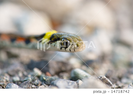 ヤマカガシ-Rhabdophis tigrinus ヤマカガシ-Rhabdophis tigrinus 14718742