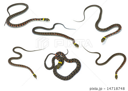 ヤマカガシ-Rhabdophis tigrinus 14718748